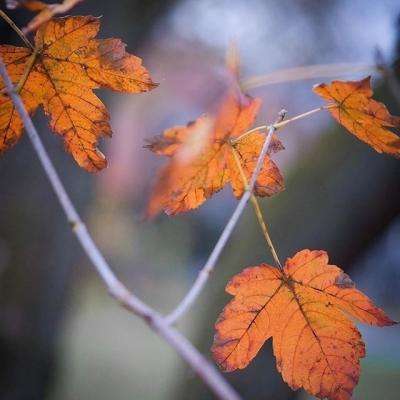 pg电子·模拟器(试玩游戏)app下载